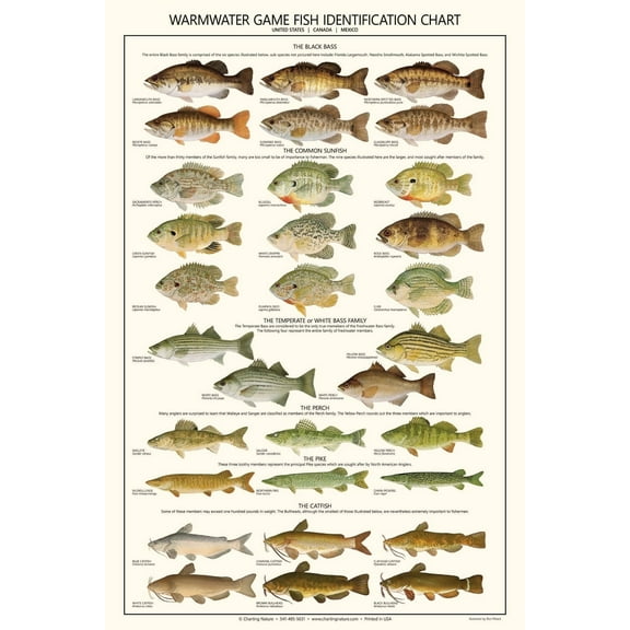 Warmwater Gamefish Species Chart – 24"x36" Fishing Wall Art & Educational ID Poster for Anglers