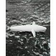 thumbnail image 3 of BLUEWING Trolling Bird Trolling Lures Mahi Trolling Lures for Big Game Tuna Teaser, White, 5pcs, 3 of 7