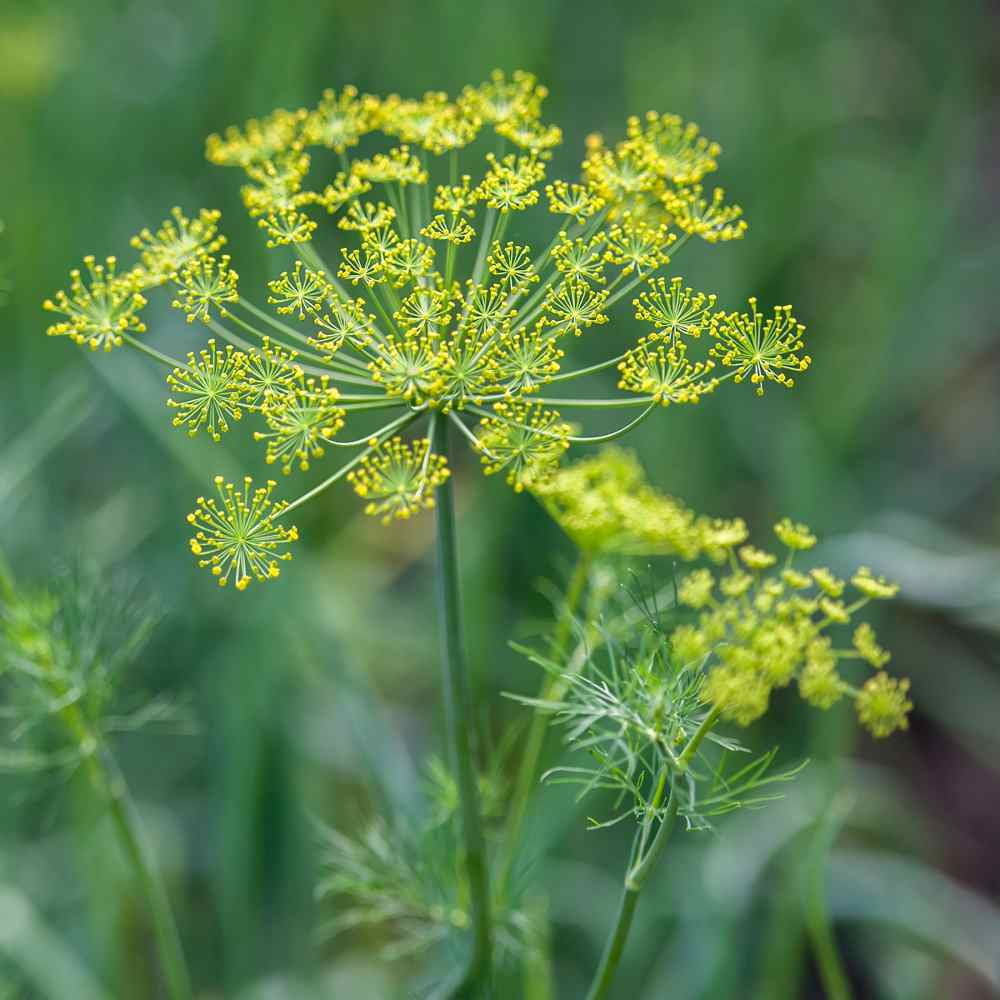 Dill Seeds - Dill Weed Herb Seed - 1 LB