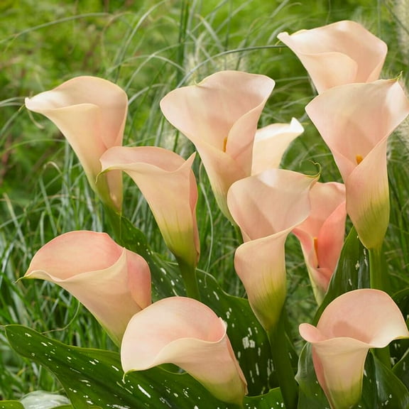 Auckland Calla Lily Flower Bulbs - 3 Lilies Bulbs per Pack - Attracts Butterflies and Hummingbirds - Deer Resistant - Good as Cut Flowers - Grows Well in Containers
