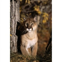 Mountain Lion Poster Print by Natural Selection David Ponton, 24 x 36 - Large
