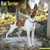 Rat Terrier Calendar 2018 - Dog Breed Calendar - Wall Calendar 2017-2018