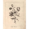 thumbnail image 3 of Harbick, N. 20x24 Black Modern Framed Museum Art Print Titled - Vintage Anemones, 3 of 5