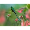 thumbnail image 3 of Fitzharris, Tim 24x19 Black Modern Framed Museum Art Print Titled - Long Tailed Sylph Hummingbird, 3 of 5