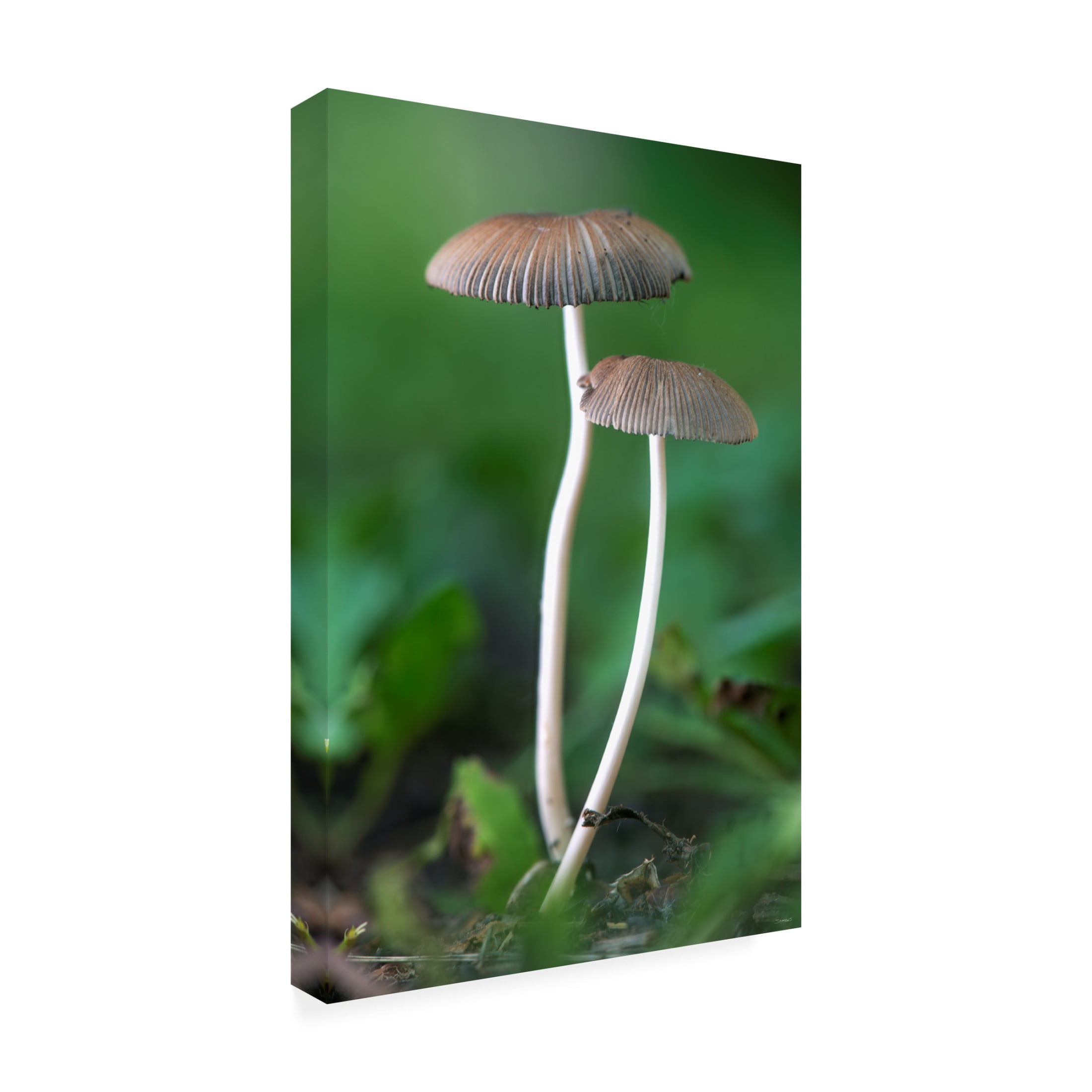 Canvas Wall Art - Gordon Semmens 'Textures 38' Wall Art for Living Room, Bedroom, or Office Décor by Trademark Fine Art - 30 x 47 Inches