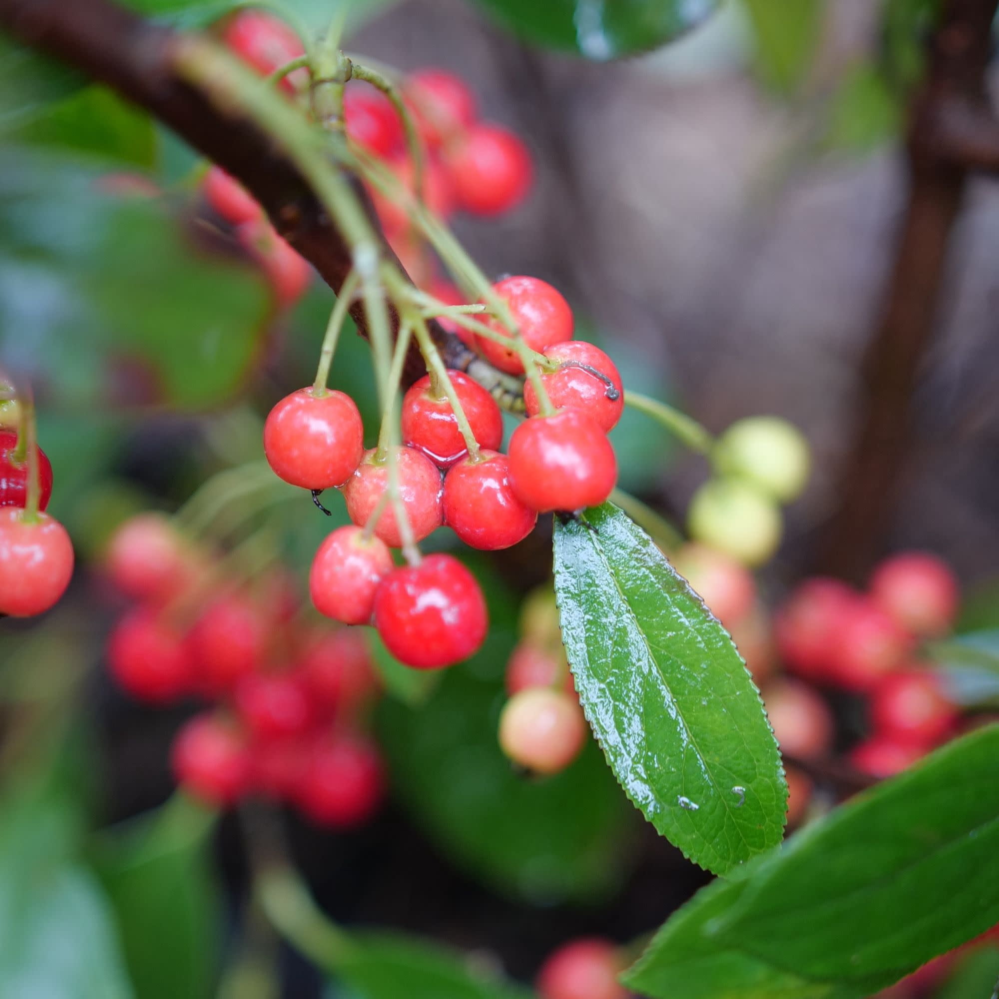 Proven Winners ColorChoice 5" Berry Scape Aronia Live Plant in 4.5" Pot (4 Count)