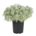 thumbnail image 2 of Expert Gardener 2.5QT Silver Artemisia Live Perennial Plant Sun 3-Pack, 2 of 5