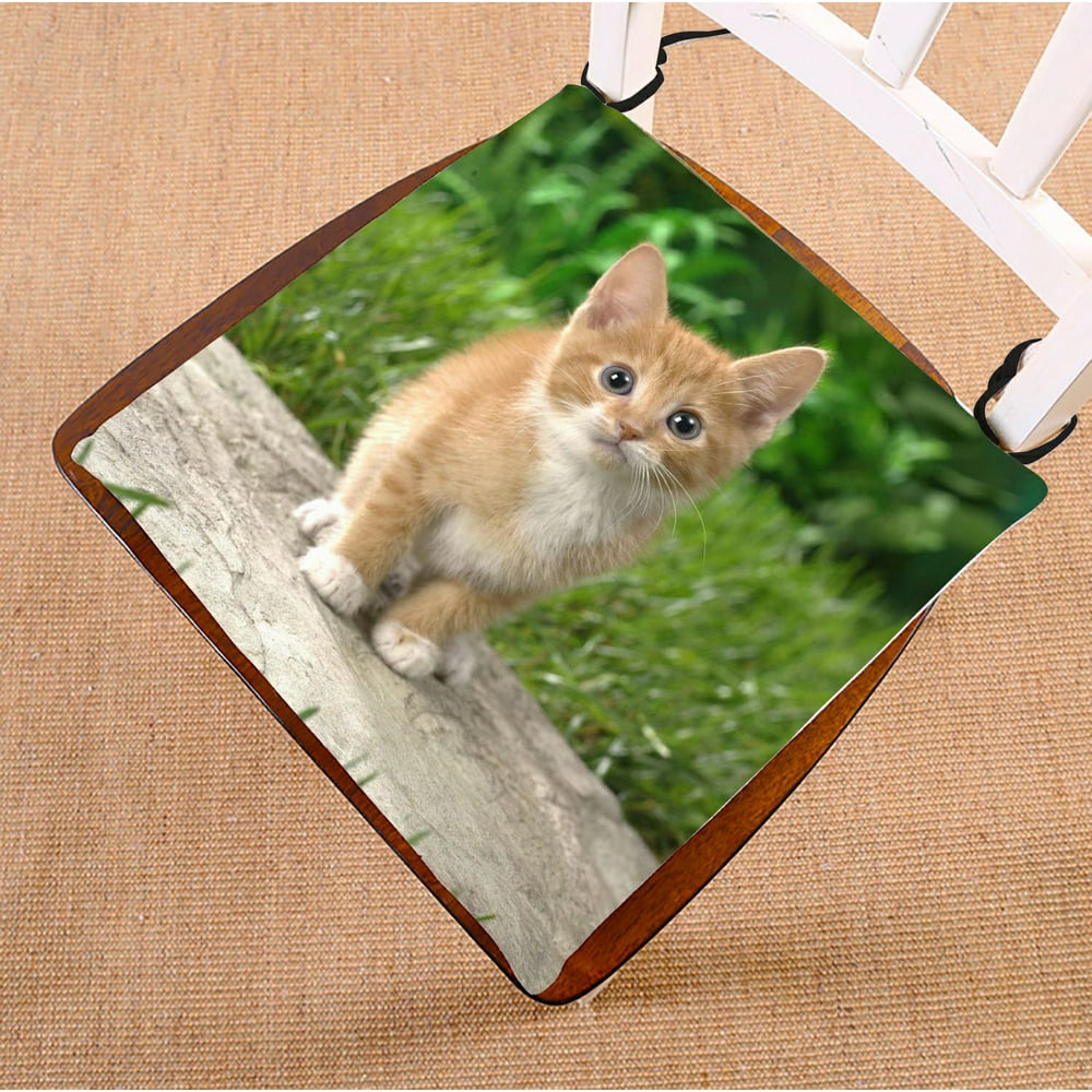 cat picture cushions