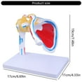 thumbnail image 5 of Yokua Human Shoulder Anatomy Model with Muscles Nerves Details Shoulder Model, 5 of 8
