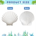 thumbnail image 3 of 30 Conchas de Vieira Naturales de 5 A 7,5 cm, Conchas Blancas para Manualidades, Pintura, Playa, Verano, Boda, Hogar., 3 of 5