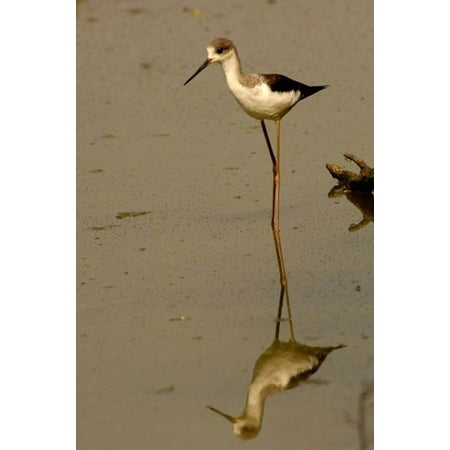 Black-winged stilt bird Keoladeo Ghana Sanctuary INDIA Stretched Canvas - Pete Oxford  DanitaDelimont (19 x (Best Bird Sanctuary In The World)