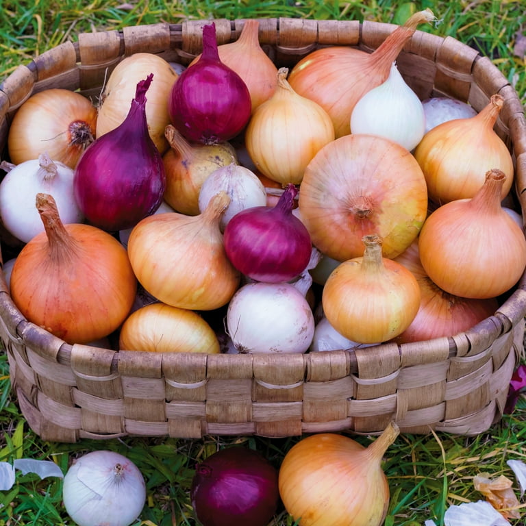 希少Onion Vase 検)Cabat Jouve Ruelland 希少Onion Vase 検)Cabat Jouve Ruelland 希少Onion Vase 検