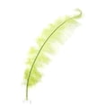 thumbnail image 1 of 18-24" (46-61 cm) 1/4 lb Natural Basil Green Feather Wedding Centerpiece Decor - Spads, 1 of 1