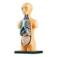 thumbnail image 3 of Modèle d'Organes Humains Assemblage Simple Kit d'Apprentissage Anatomie Modèle Présentoir Cadeau Éducatif Fournitures Pédagogiques, 3 of 6