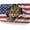 American Flag Cat, variant on Bless American Flag License Plate, Front Decoration License Plates Cover Rust-Proof Aluminum Metal, Novelty Vanity Tag Cover with 4 Holes Car Decor 12 X 6 Inches for Men Women