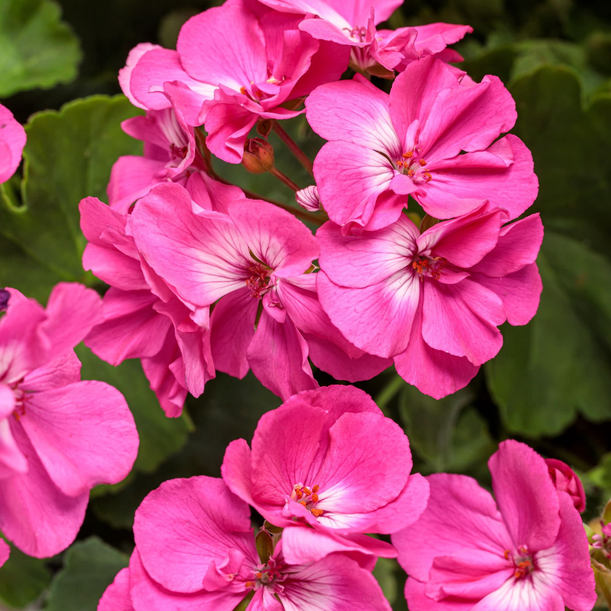 Proven Winners 4" Boldly Hot Pink Geranium Live Plant in 4.25" Pot (4 Count)
