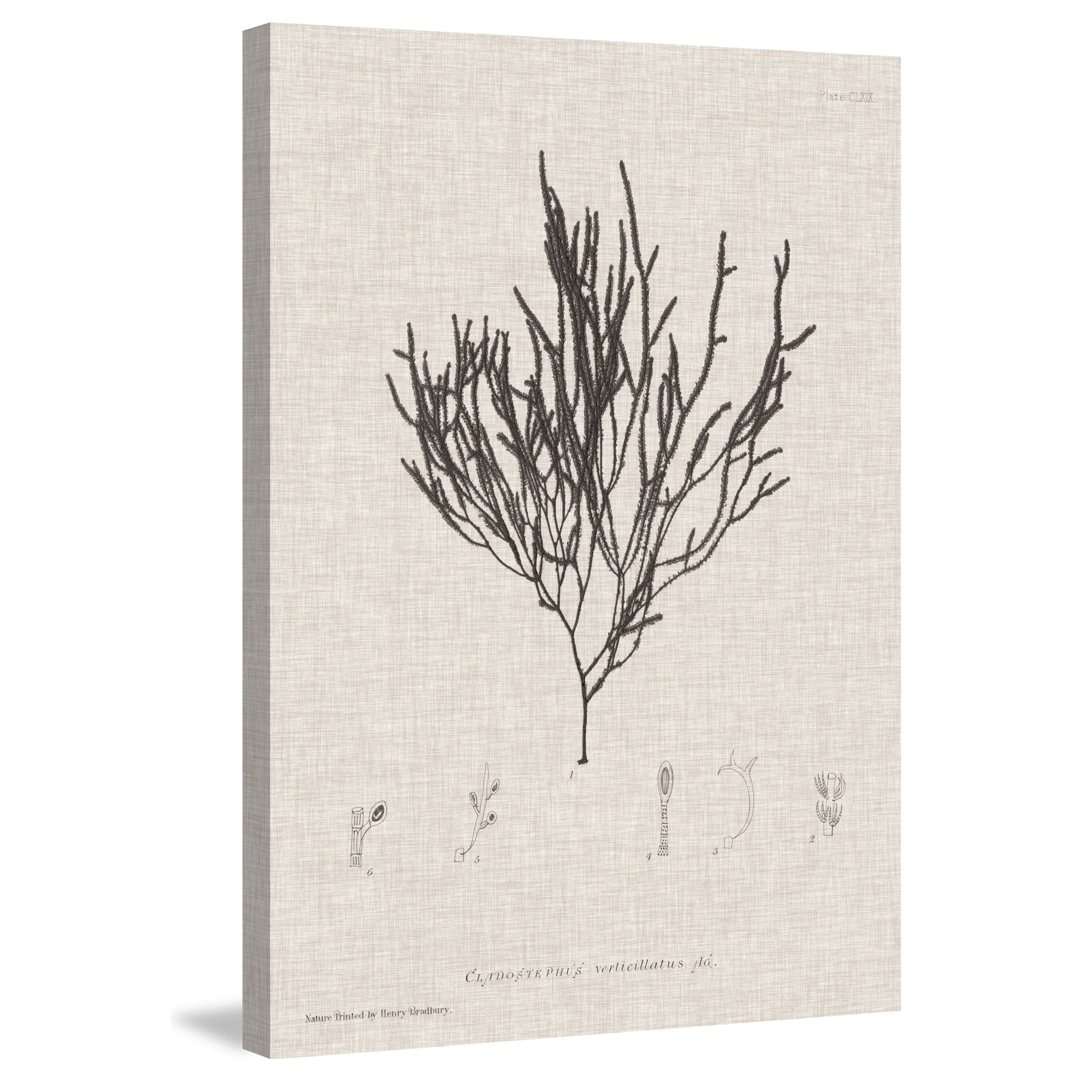 Marmont Hill "Linen Seaweed IV" Painting Print on Wrapped Canvas