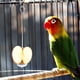 thumbnail image 2 of Alimentador colgante de acero inoxidable para mascotas, pájaros, loros, comida, verduras, soporte para frutas, pincho de juguete, 2 uds., 2 of 5