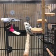 thumbnail image 2 of Pizarra de salto doméstico Jumping Stand Home Springboard Bird Board Board, 2 of 5