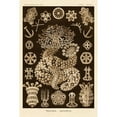 thumbnail image 3 of Haeckel, Ernst 13x18 Black Modern Framed Museum Art Print Titled - Haeckel Nature Illustrations: Sea Cucumbers - Sepia Tint, 3 of 5