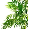thumbnail image 3 of Bamboo Palm - Live Plant in a 4 Inch Growers Pot - Chamaedorea Seifrizii - Rare Palms from Florida, 3 of 5