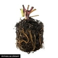 thumbnail image 5 of White Pampas Ornamental Grass Dormant Bare Root Perennial Starter Plant, One Plant per Offer, 5 of 5