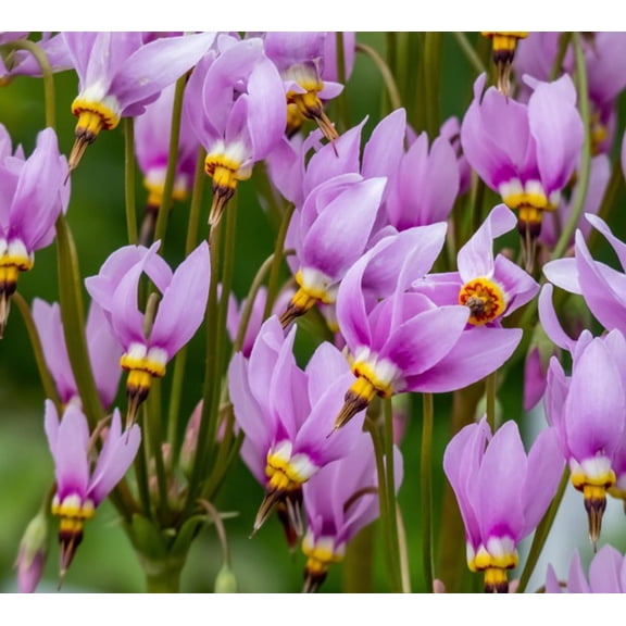 Midland Shooting Star Dodecatheon meadia Meadow Wildflowers Premium Seeds for Planting