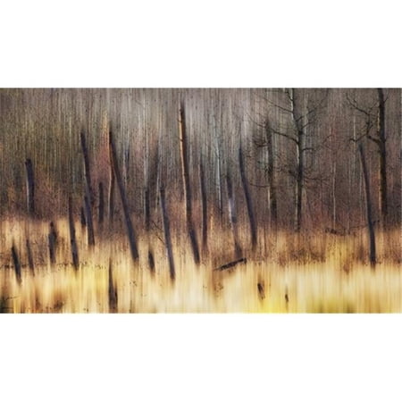 Painting of Leafless Trees in a Forest - Alberta Canada Poster Print by Ron Harris - 20 x 11