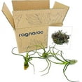 thumbnail image 2 of ragnaroc Air Plants - Tillandsia Bulbosa, Large 3-5" - 3ct - Live Arrival Guaranteed - House Plants for Home Decor & Gift, 2 of 6
