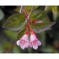 thumbnail image 2 of Abelia Grandiflora Edward Goucher - 30 Live Plants - Flowering Deer Resistant Butterfly Attracting Shrub, 2 of 8
