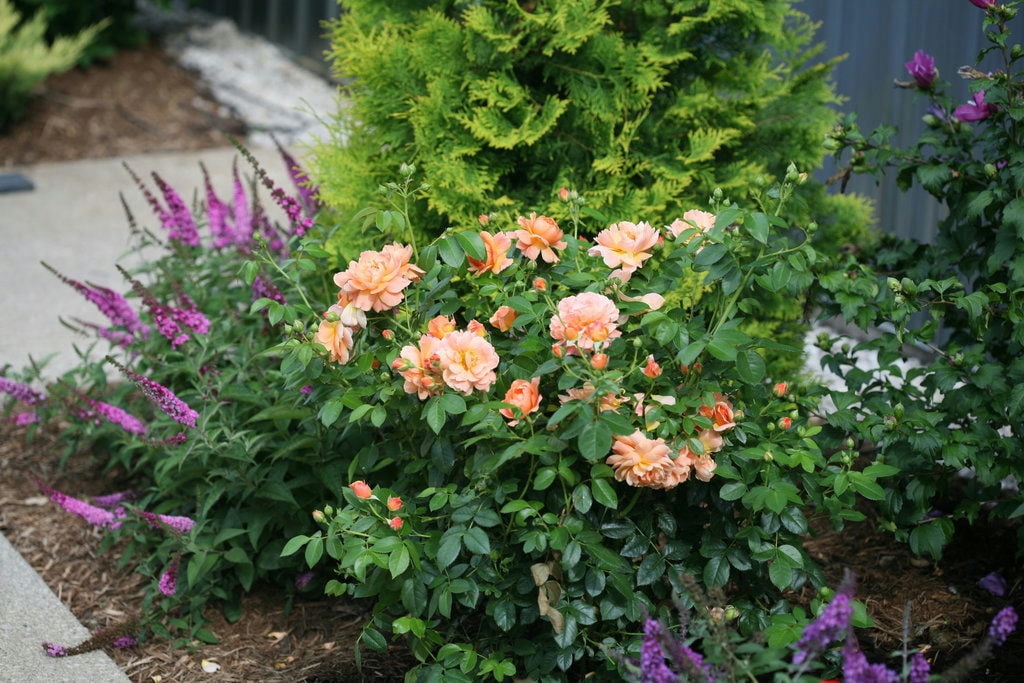 Proven Winners At Last Rose 2 Gallon (Rosa) Sunset-Orange Fully Petaled Tea Rose Fragrant Flowers Are Disease Resistant Live Outdoor Plant