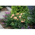 thumbnail image 5 of Proven Winners At Last Rose 2 Gallon (Rosa) Sunset-Orange Fully Petaled Tea Rose Fragrant Flowers Are Disease Resistant Live Outdoor Plant, 5 of 6