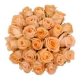 thumbnail image 3 of Peach Roses 50 cm - Fresh Cut - 125 Stems, 3 of 10