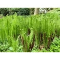 thumbnail image 2 of 1000 + SENSITIVE FERN Onoclea Sensibilis aka Bead or Sympathy Fern Spores Seeds, 2 of 9