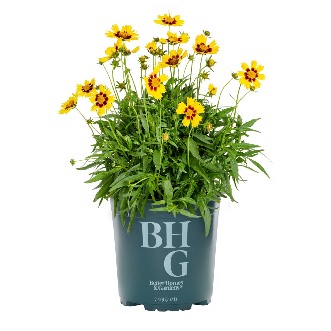 Better Homes & Gardens Yellow Coreopsis Live Perennial Plant, 3-Pack