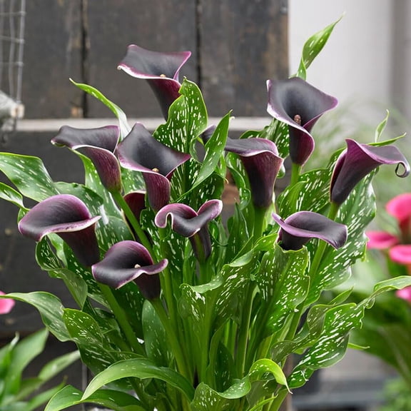 Dubai Nights Calla Lilies Flower Bulbs - 3 Lily Bulbs Per Pack - Deep Purple - Attracts Butterflies and Hummingbirds - Grows Well in Containers - Good as Cut Flowers - Deer Resistant
