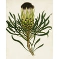 thumbnail image 2 of Unknown 26x32 White Modern Wood Framed Museum Art Print Titled - Antique Protea II, 2 of 4