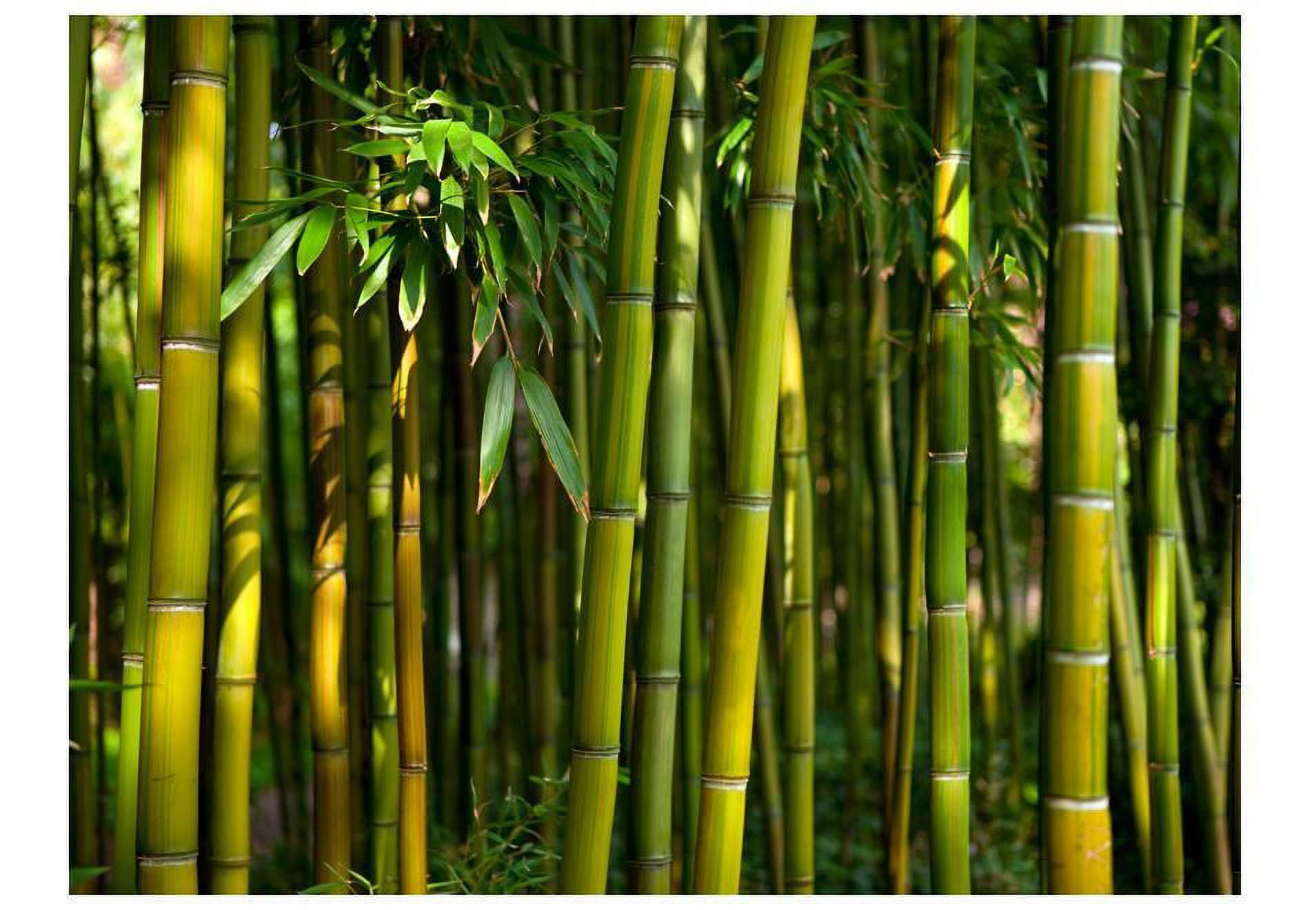 Zen meditation bamboo forest wallpaper or mural