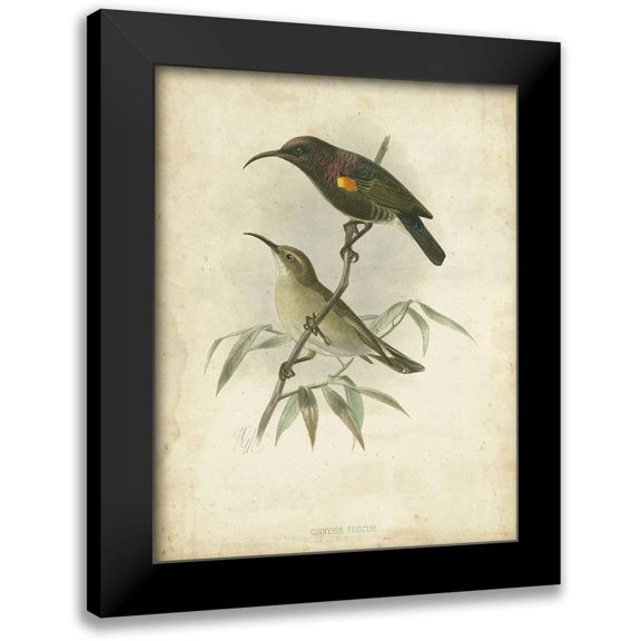 Gould, John 12x14 Black Modern Framed Museum Art Print Titled - Custom Antique Gould Hummingbird II (ASH)