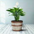 thumbnail image 6 of Better Homes & Gardens 12.9" x 12.9" x 10" Whiskey Barrel Light Brown 100% Recycled Resin Planter, 6 of 9