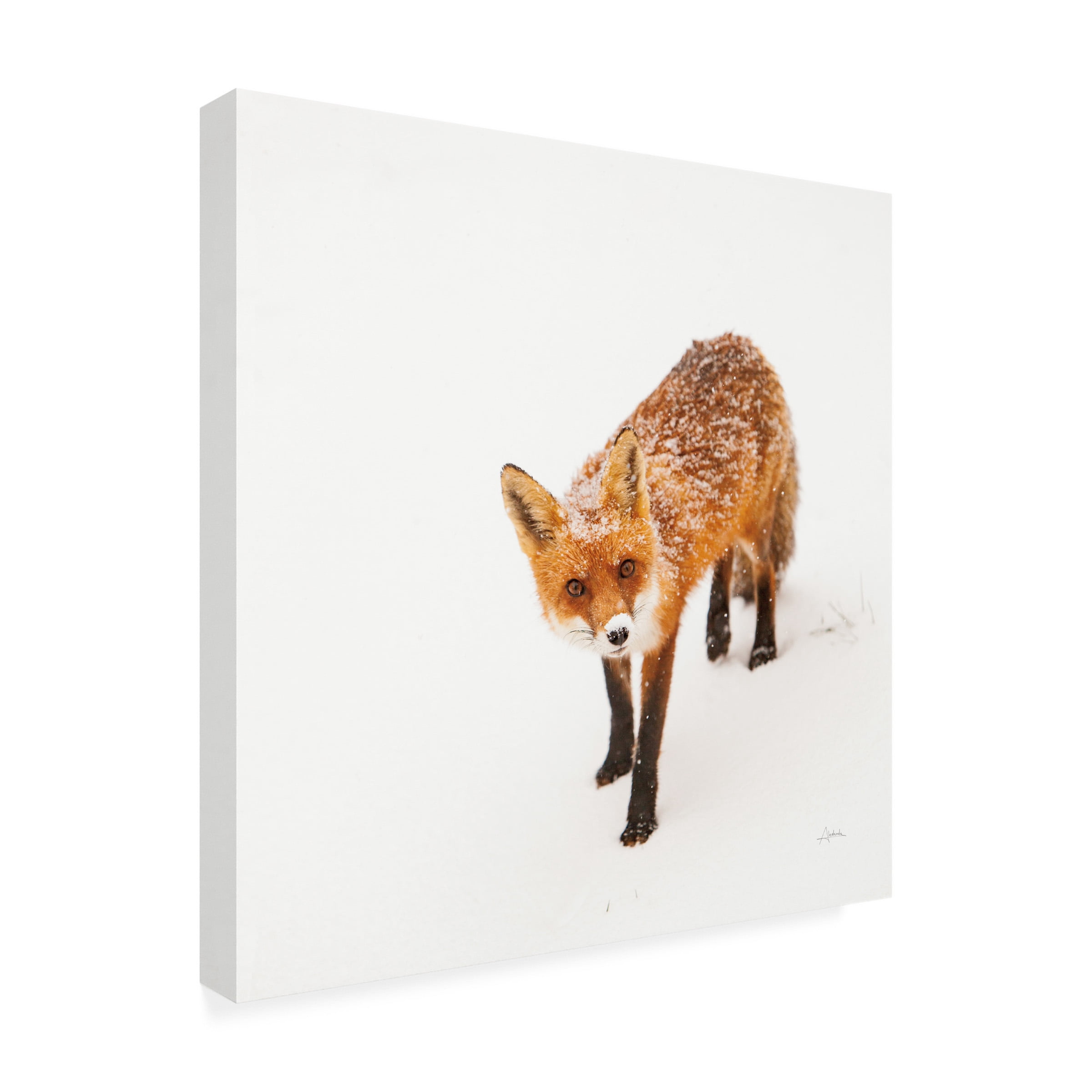 Aledanda 'Red Fox II' Canvas Art