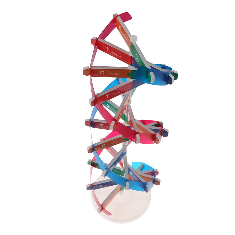 Human Genes DNA Models Double Helix Science Toys Teaching Learning Education  jb 