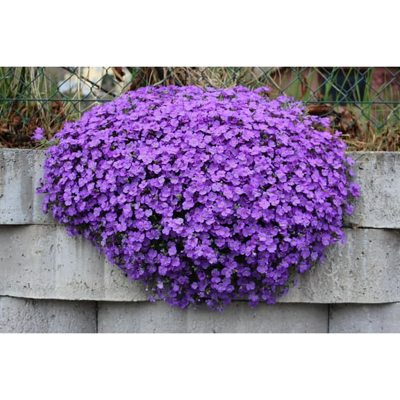 Water Fall Rock Cress Seeds for Planting - 250 Seeds - Amazing Aubrieta Groundcover Plant