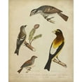 thumbnail image 2 of Charles L. Bonapart 20x24 Gold Ornate Wood Framed with Double Matting Museum Art Print Titled - Bonapart Birds IV, 2 of 4