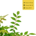 thumbnail image 4 of 1 Chinese Pistache Tree | Live Sapling in 2.5-inch Nursery Cube | Pistacia Chinensis Variety | Drought-Tolerant Deciduous Shade Canopies | Bursting Colorful Foliage for Home, 4 of 9