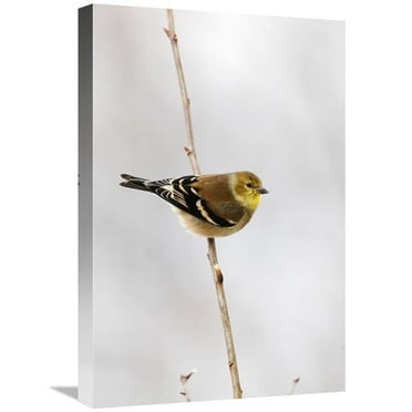 16 x 24 in. American Goldfinch, Canada Art Print - Scott Leslie