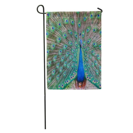 LADDKE Portrait Peafowl Peacock Peahen Bird Breed Walking Green Garden Flag Decorative Flag House Banner 28x40