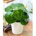thumbnail image 4 of Peperomia Variety Pack - 3 Live Starter Plants in 2 Inch Pots - Grower's Choice One Each of Rare and Elegant Indoor Houseplants, 4 of 5