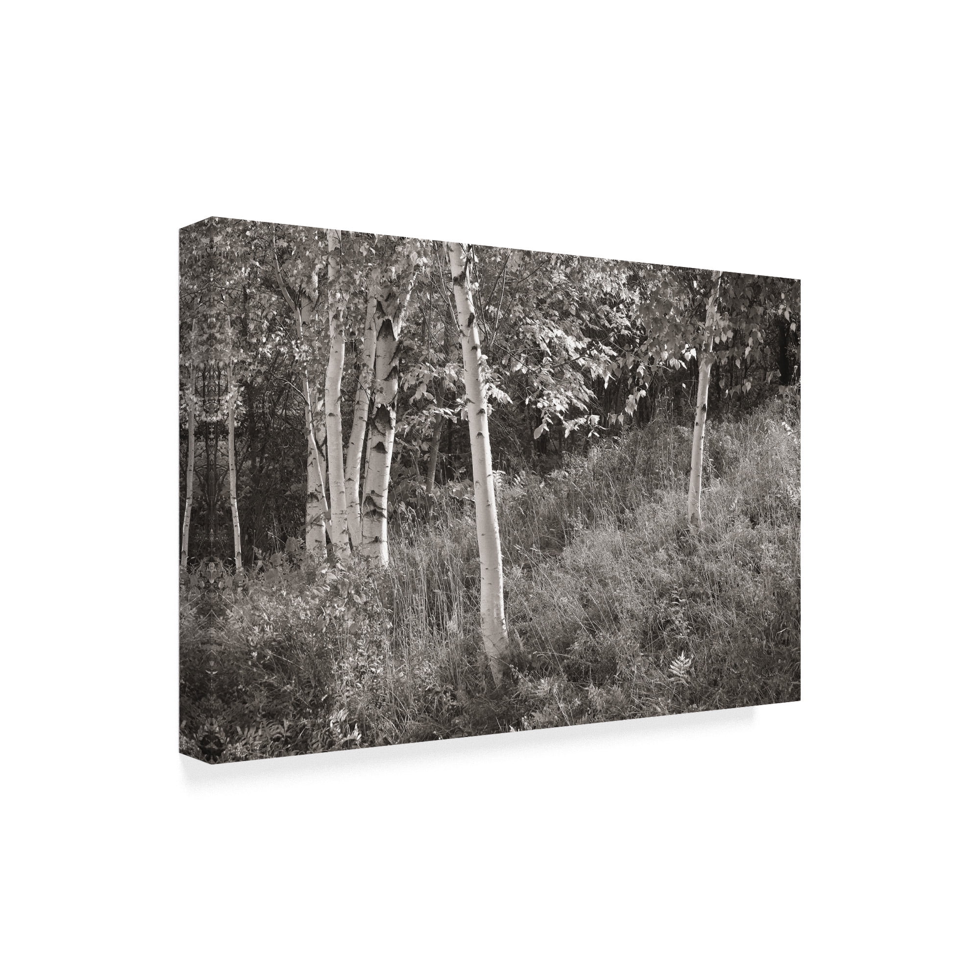 Trademark Fine Art 'Sunlit Birches I' Canvas Art by Sue Schlabach