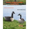thumbnail image 6 of VEVOR Canada Goose Decoys, Outdoors Goose Decoy for Waterfowl Hunting, Durable Plastic Floaters with Ultra Realistic Paint,for Pool,Pond,Lake,Garden Yard Decoration, Easy to Carry and Use,6-Pack, 6 of 9